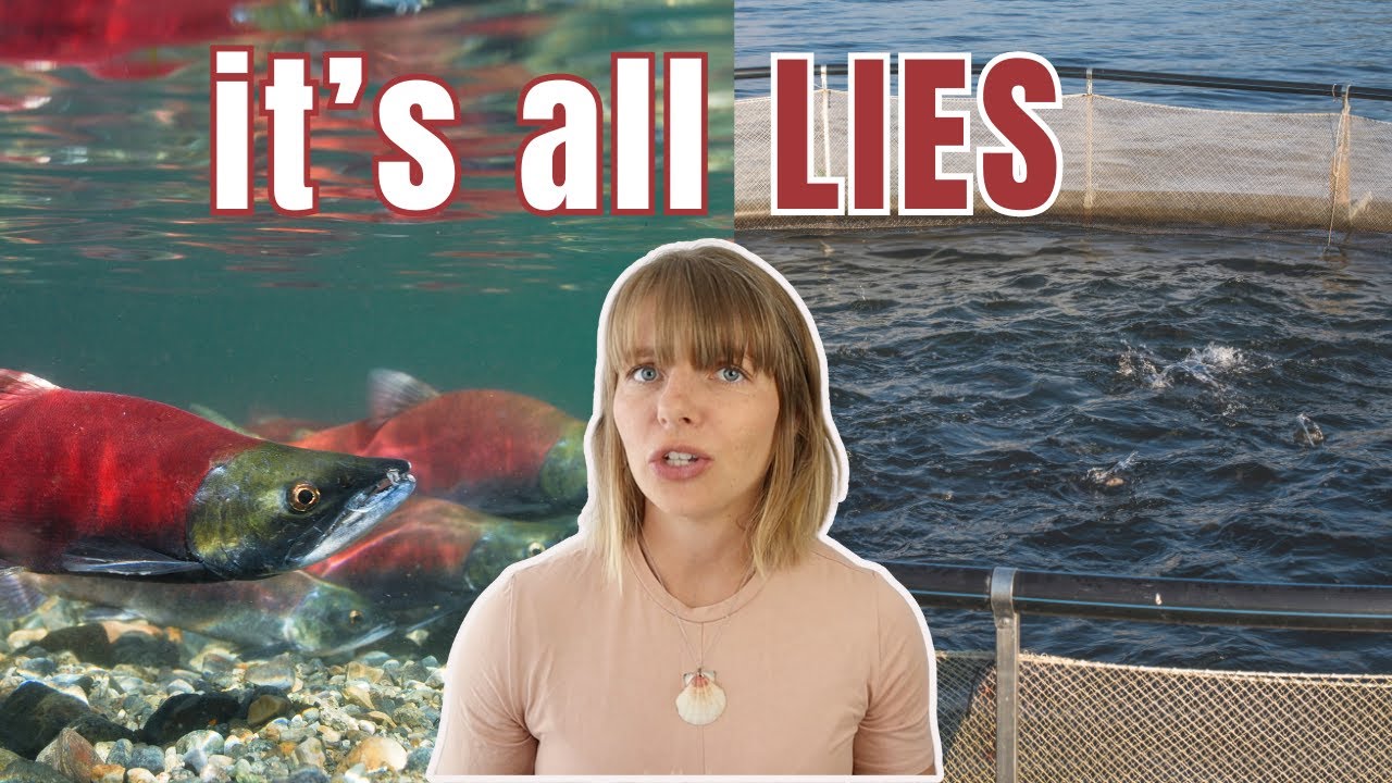 Marine biologist weighs in on the farmed salmon vs wild salmon debate