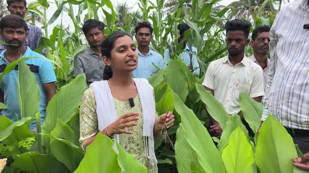 ಅರಿಶಿನ ಗಿಡಗಳು ಆಳವಾಗಿ ಬೇರುಬಿಡುತ್ತವೆ ಏಕೆಂದು ನಿಮಗೆ ಗೊತ್ತಾ? | Live