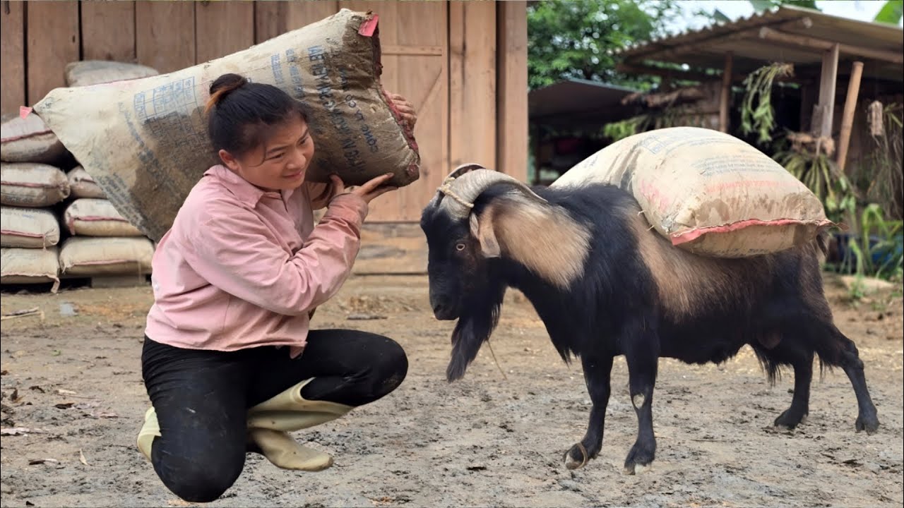 Vietnamese girl builds, improves garden paints and takes care of farm animals - ha thi muon