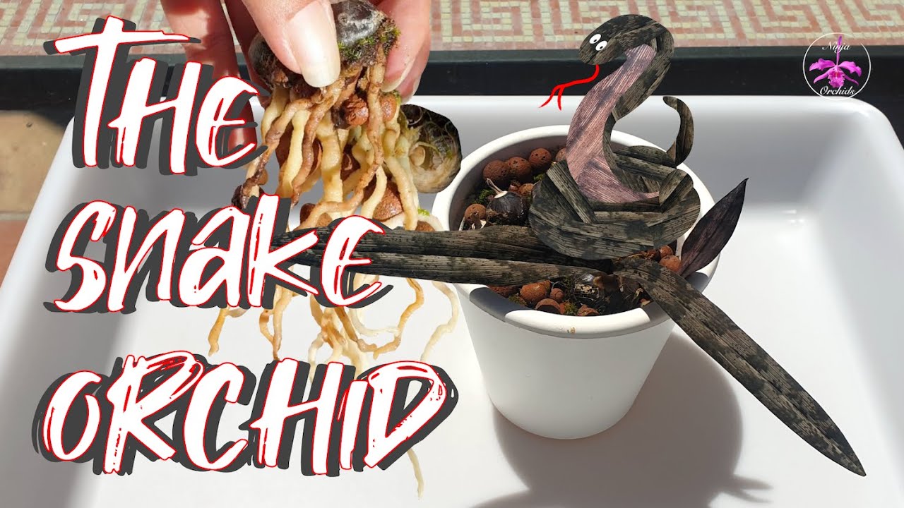 Oeceoclades spathulifera 🐍 Terrestrial Orchid Repot | Care | Organic Inorganic media #ninjaorchids