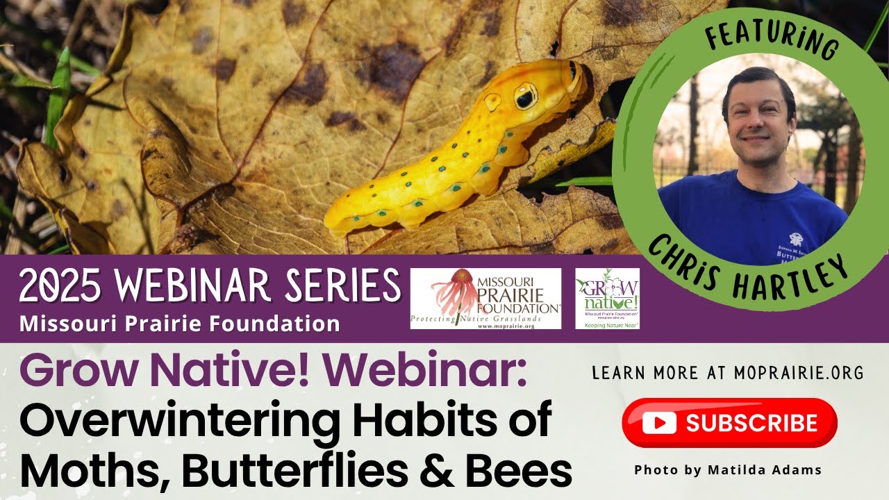 Grow Native! Webinar: Overwintering Habits of Moths, Butterflies & Bees