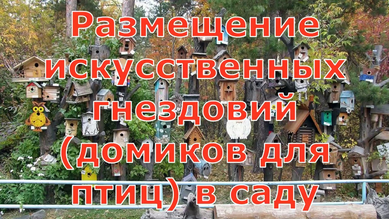 Размещение скворечников в саду