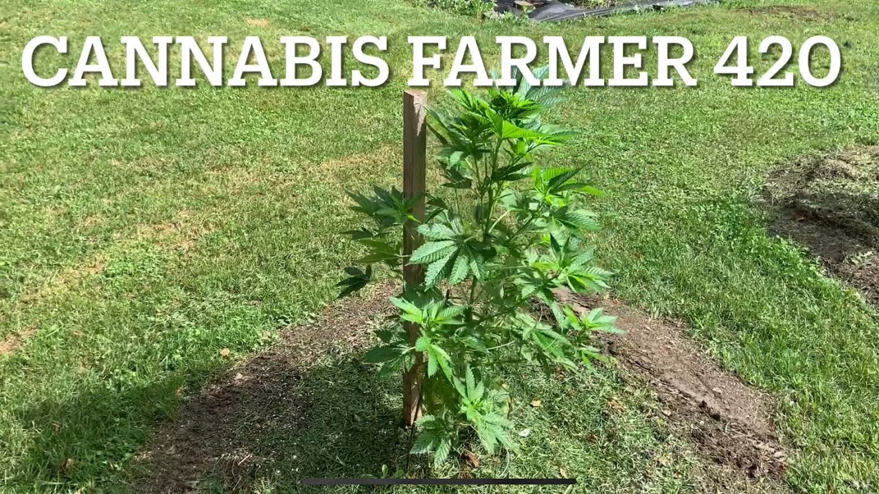 Cannabis OUTDOOR grow 2021.         Week 2