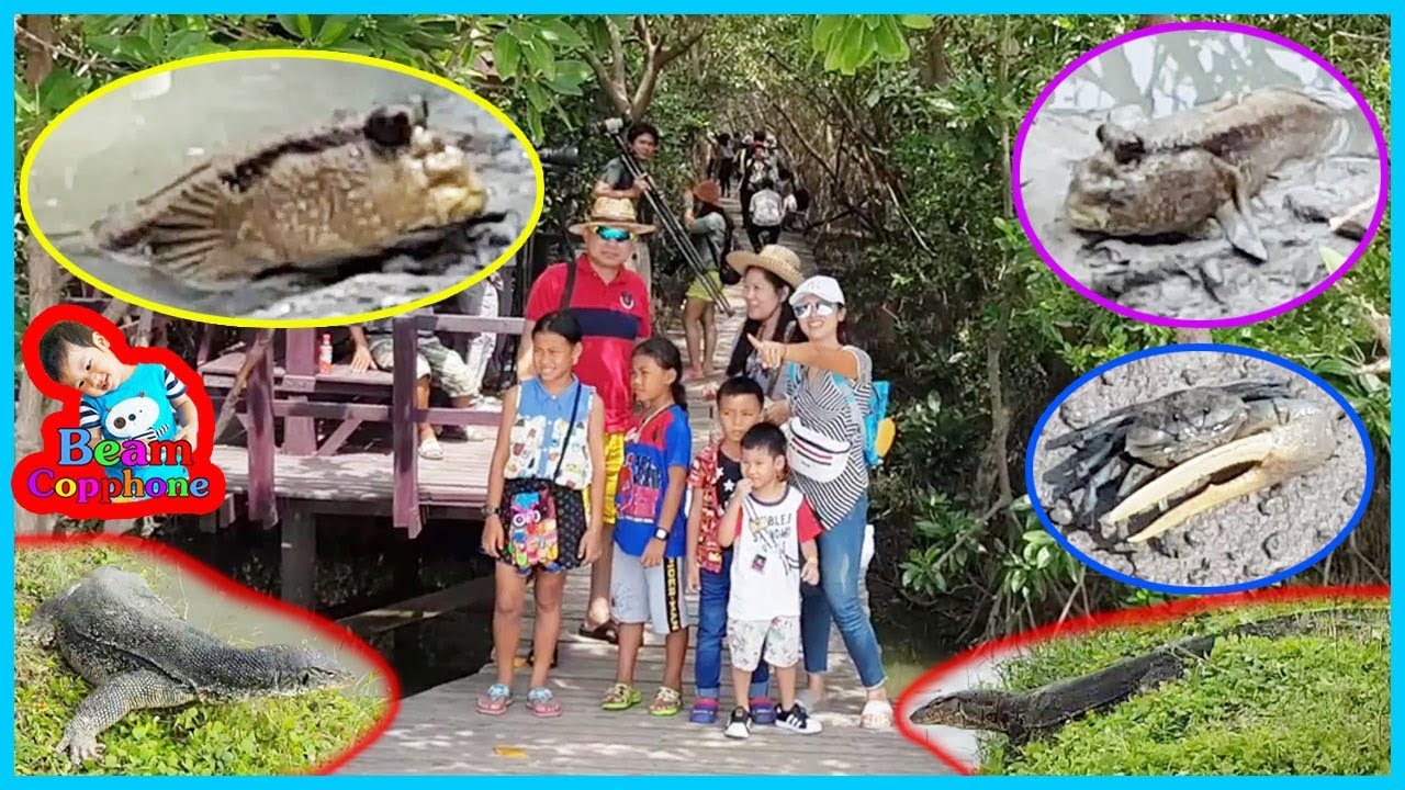 น้องบีม | สำรวจสัตว์ป่าชายเลน เที่ยวเพชรบุรี แหลมผักเบี้ย