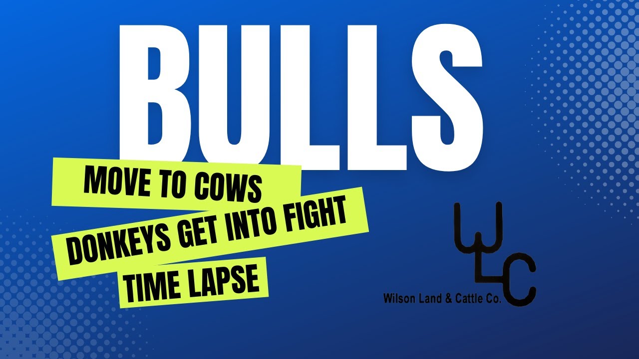 Moving Bulls Into Cow Herd: Time Lapse Of The Cattle Grazing