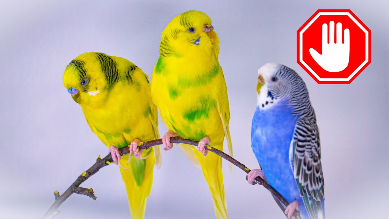 Bird Allergy Sufferers BEWARE of These Hidden Symptoms