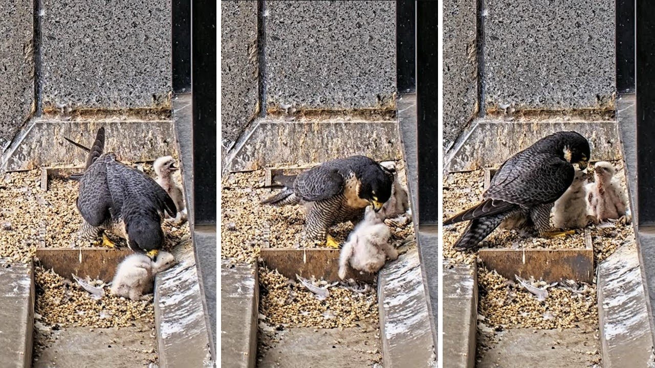 367 Collins Street Falcons🪽Chick Nods Off into Gutter 🎢 Mum Retrieves Back to Nest🛟2025 Oct 9