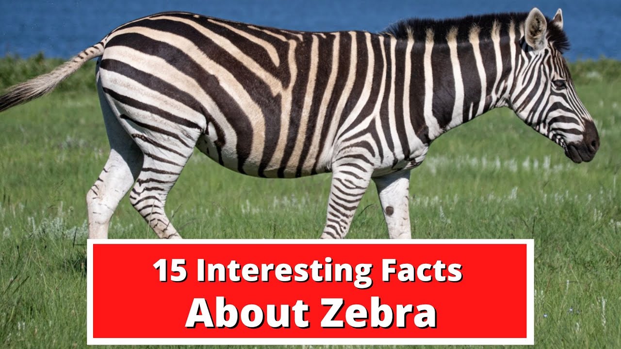 15 Interesting Facts About Zebra | Global Facts