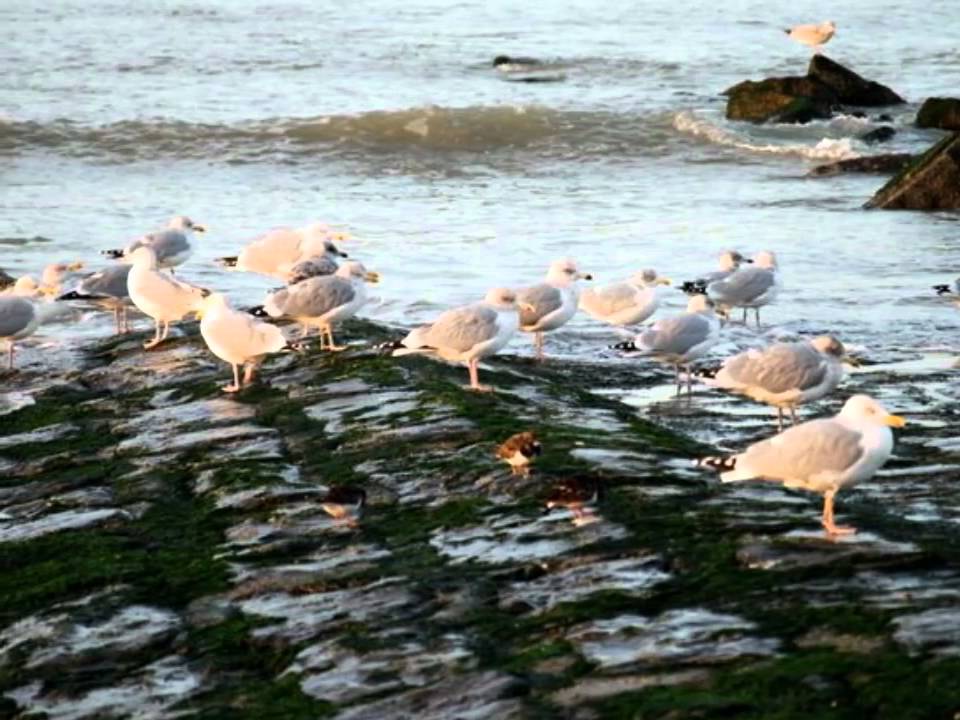 Avec la mer du Nord ... Jacques Brel