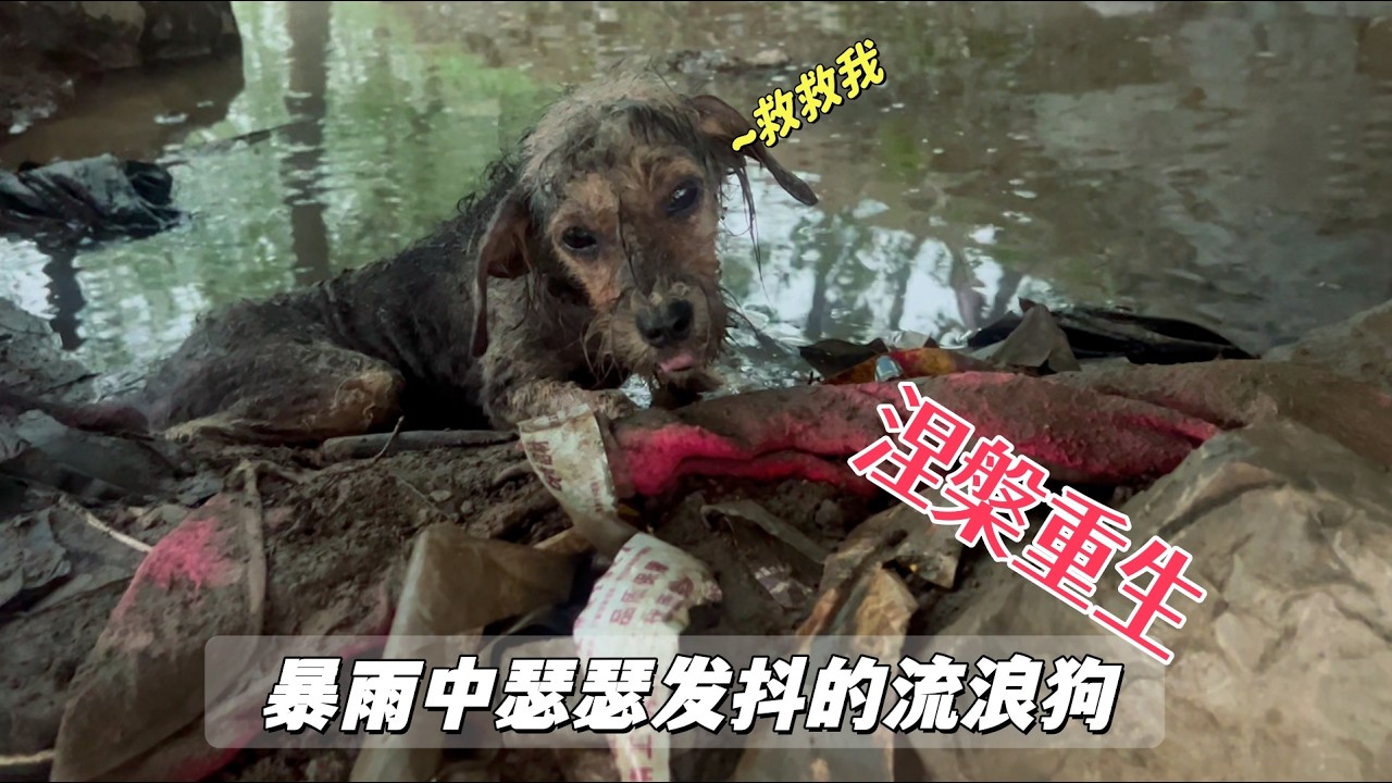 在暴雨中瑟瑟发抖的流浪狗，面目全非命悬一线，158天后涅槃重生