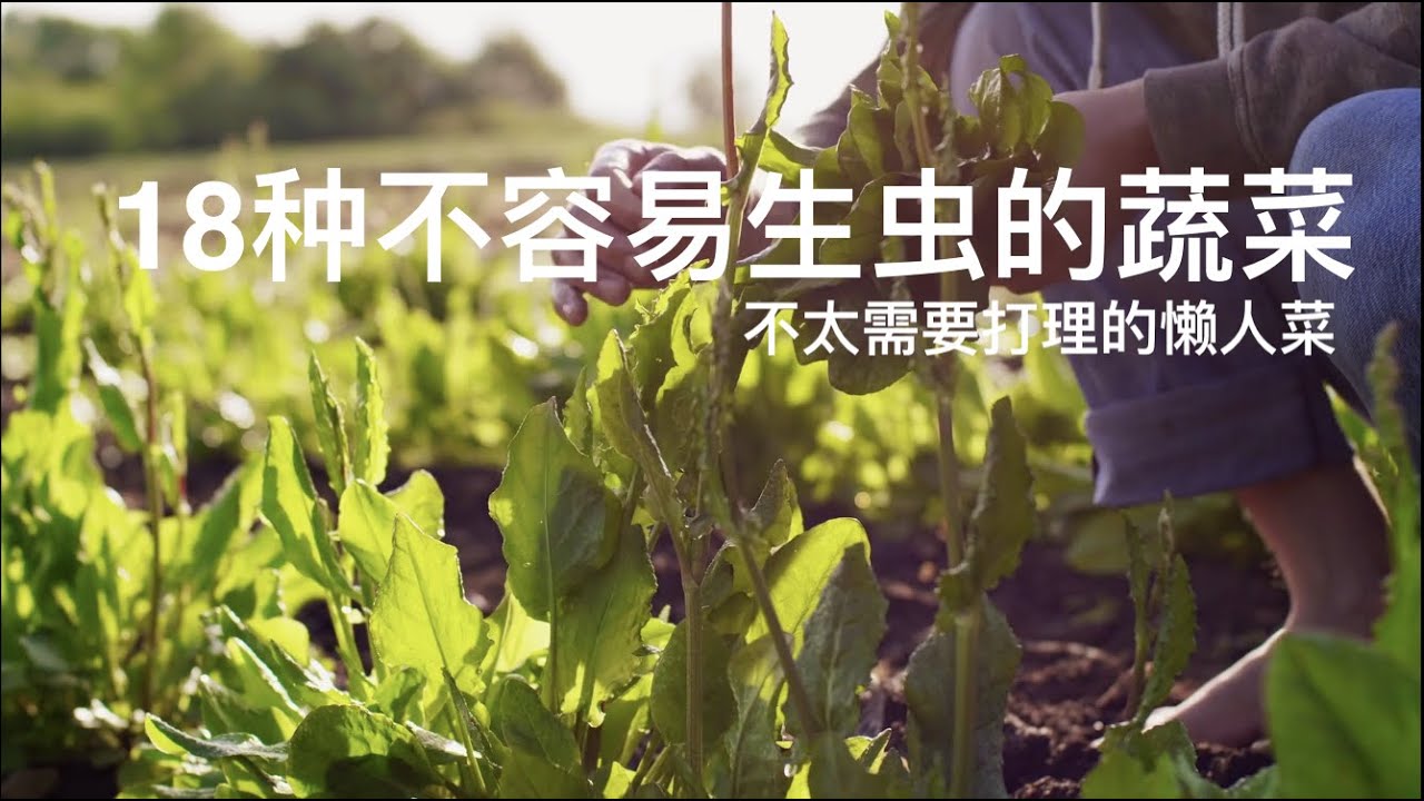 不生虫的菜  18种不容易生虫、不太需要打理的懒人菜。