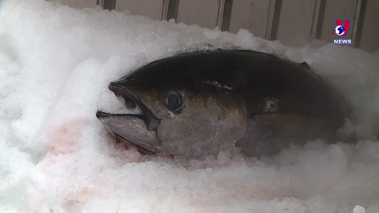 Tuna exports enjoy three-digit growth