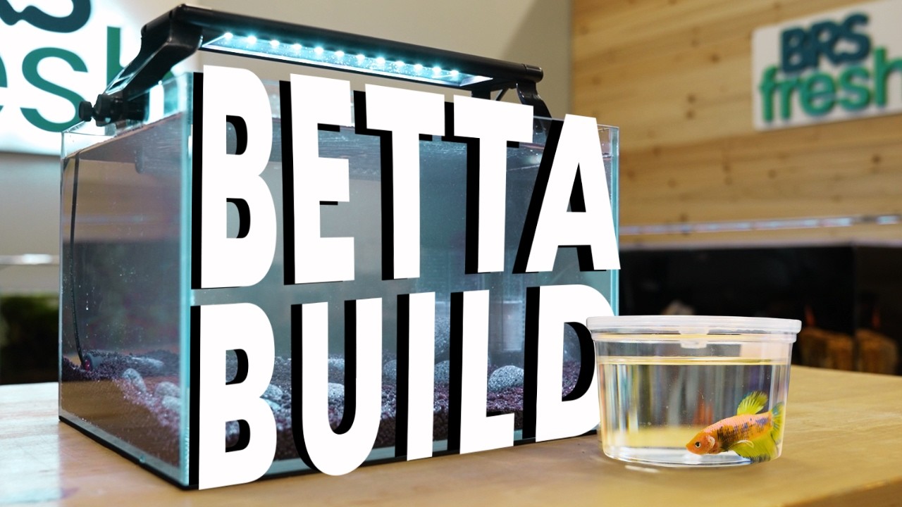 Let's Build A Betta Tank (Easy Guide For Beginners)