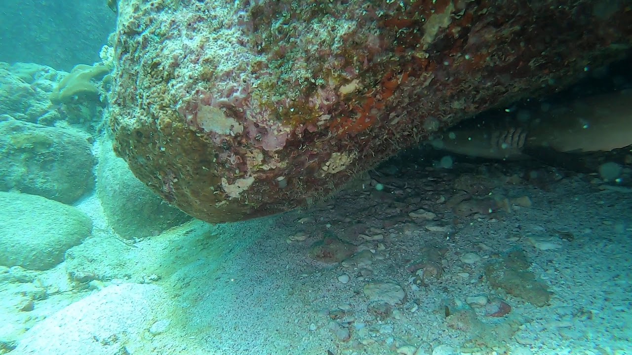 Requin Seichelois sous rocher(1)
