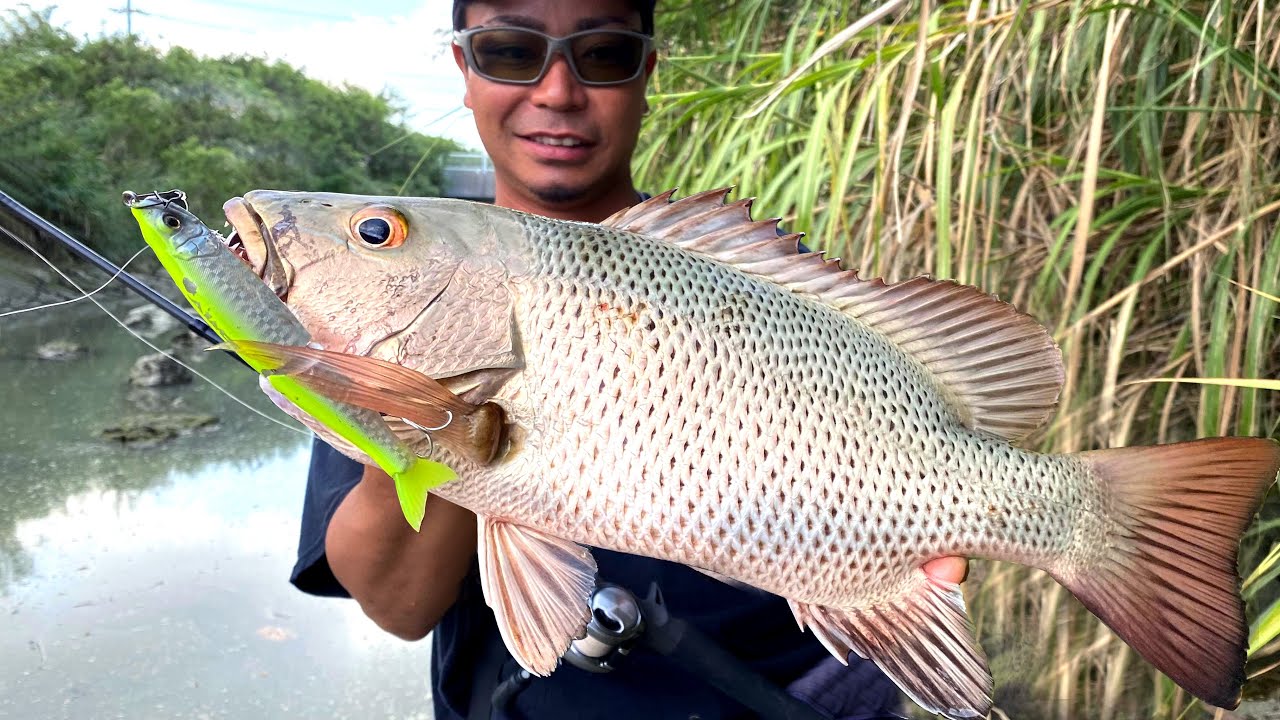本気で釣りたい人のためのピンスポット打ち動画 | How to Catch Mangrove Jack