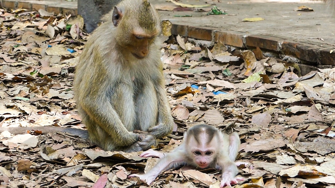 Slow wild living |Monkey Rainbow helps mom Libby to look after baby Levy training