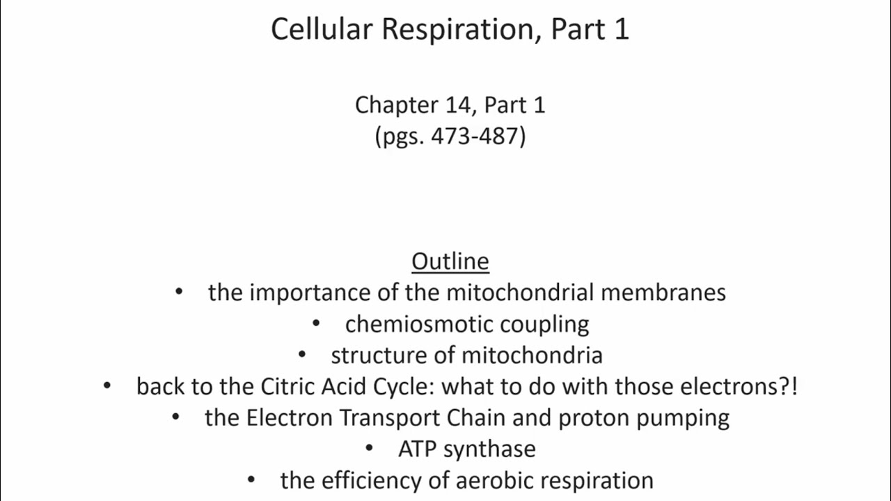 Lecture 10 Cellular Respiration Ch 14 Pt 1