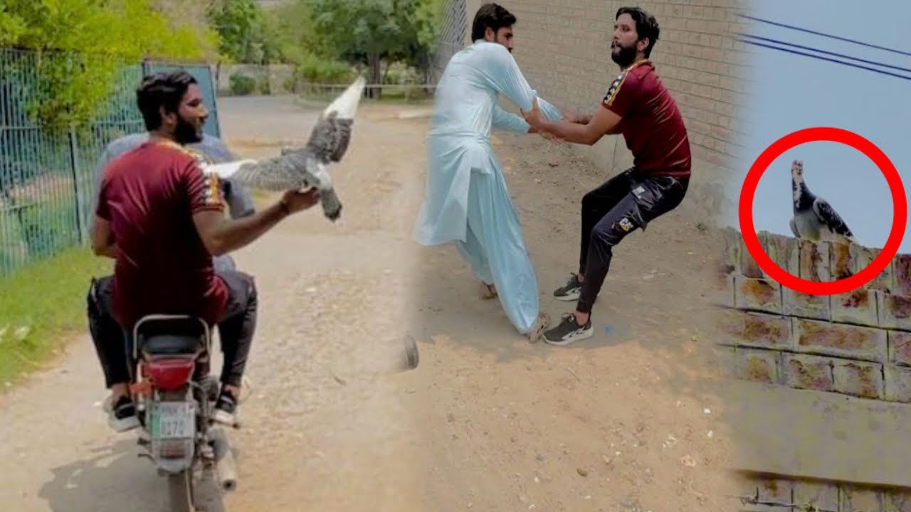 Aaj Road se hand tamed kabutar liya or phadda ho gya 😮😮