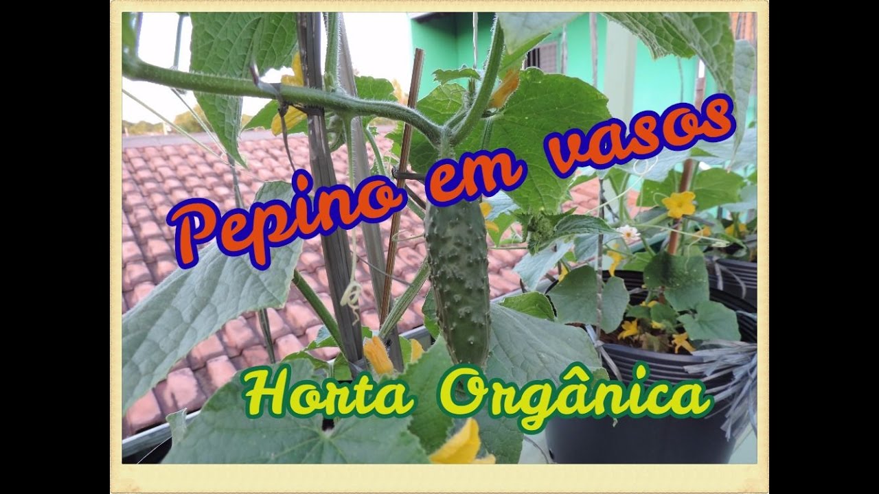 Horta orgânica em vasos e caixas de isopor - Uma idéia extraordinária