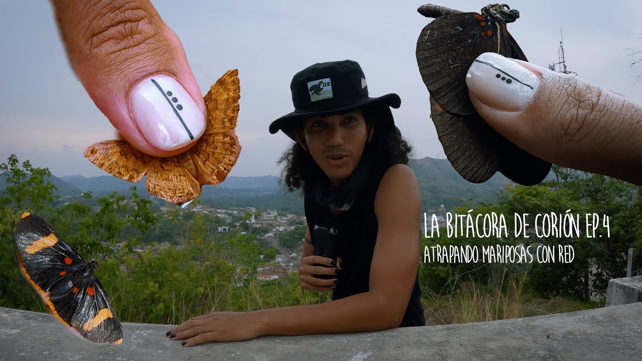 TÉCNICAS PARA ATRAPAR MARIPOSAS🐛🦋 CON RED ENTOMOLÓGICA