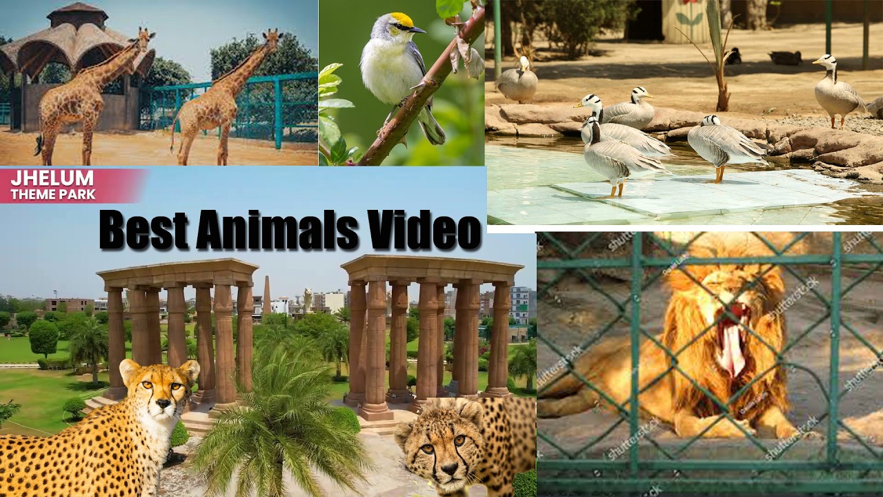 City Housing Jhelum Theme Park || Best Animals Video | Animals Park | Zoo | View of Town | 2022