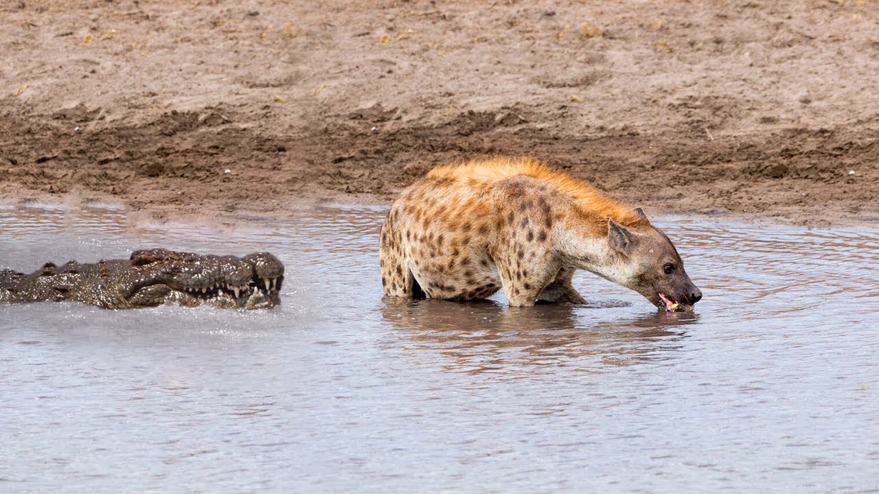 TOP Momen Buaya VS Hyena, Singa, Anjing Liar Dan Hewan Lainnya