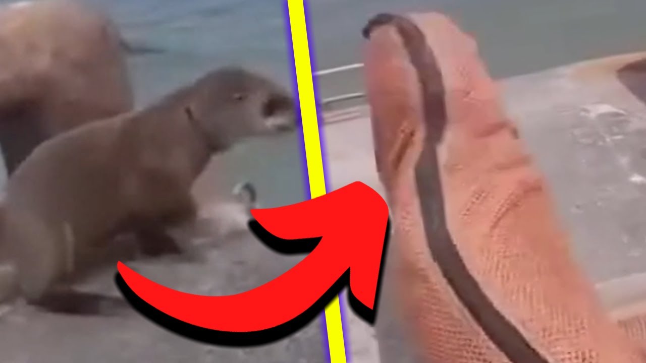 REVERSE ANIMAL RESCUE😹 | COMPILATION