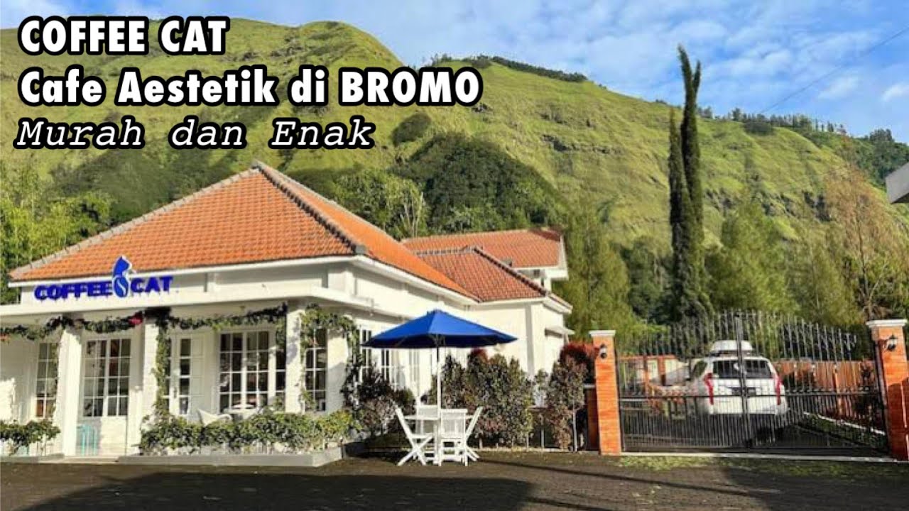COFFEE CAT || CAFE BAGUS & AESTETIK di BROMO || CAFE RAMAH diKANTONG