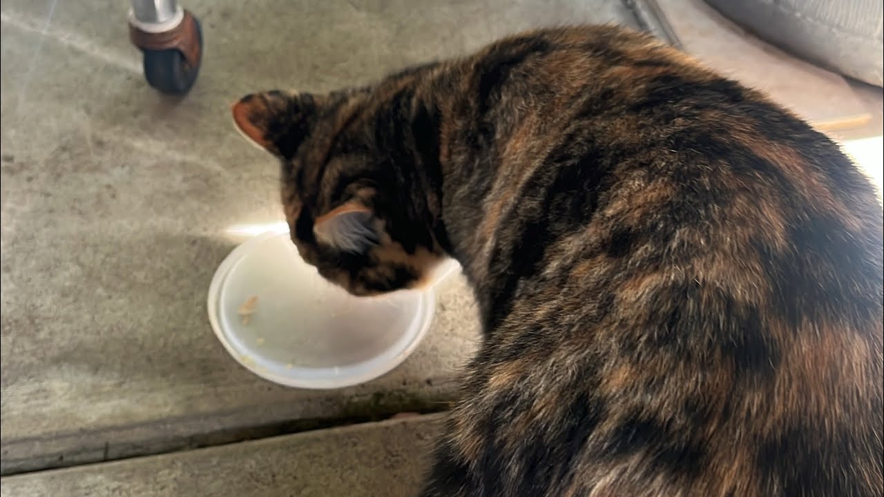 Cuánto costó?? Campanita a cirugía ya no tendrá bebés gatitos esto pasó 