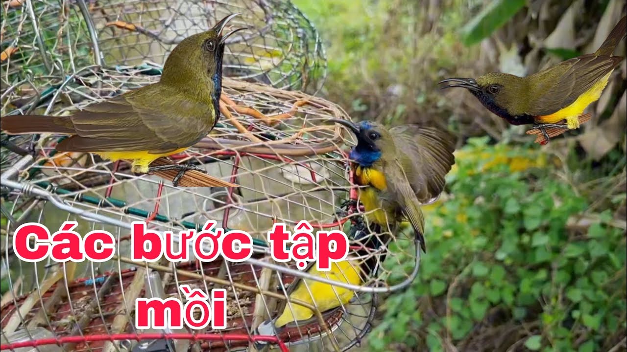 CHIA SẼ CÁCH TẬP CHIM HÚT MẬT 5MAU LÊN MỒI CỰC KÌ HIỆU QUẢ @Cần Miền Tây