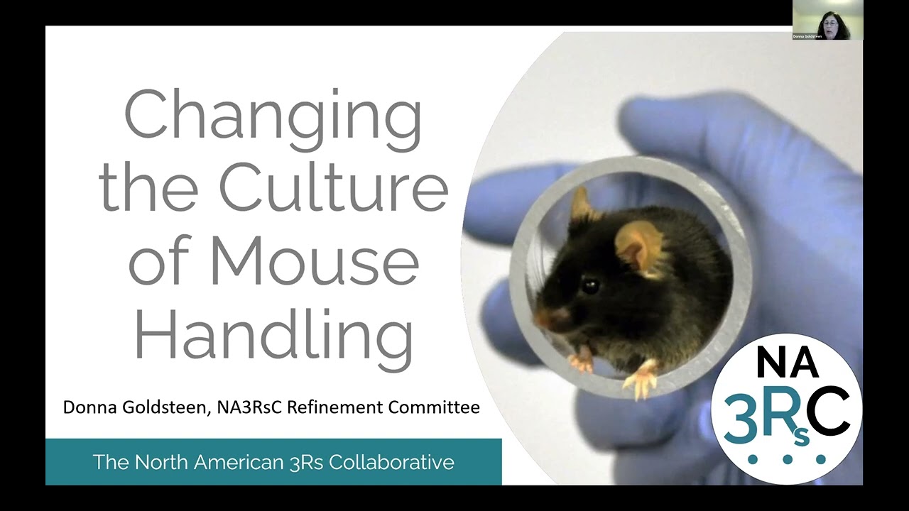 Refined Handling for Mice