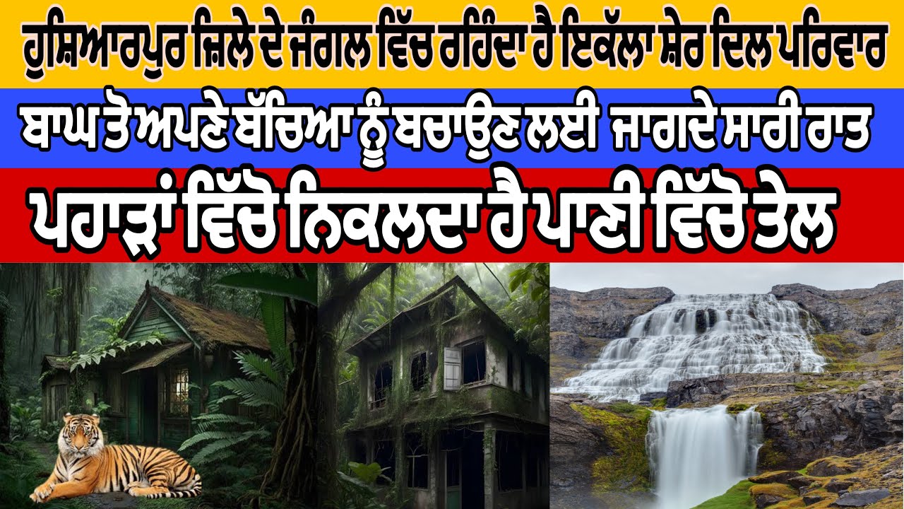 ਹੁਸ਼ਿਆਰਪੁਰ ਜ਼ਿਲੇ ਦੇ ਜੰਗਲ ਵਿੱਚ ਰਹਿੰਦਾ ਹੈ ਇਕੱਲਾ ਸ਼ੇਰ ਦਿਲ ਪਰਿਵਾਰ|Hoshiarpur| jungal| nature|ਦੁੱਖ। ਘਰ