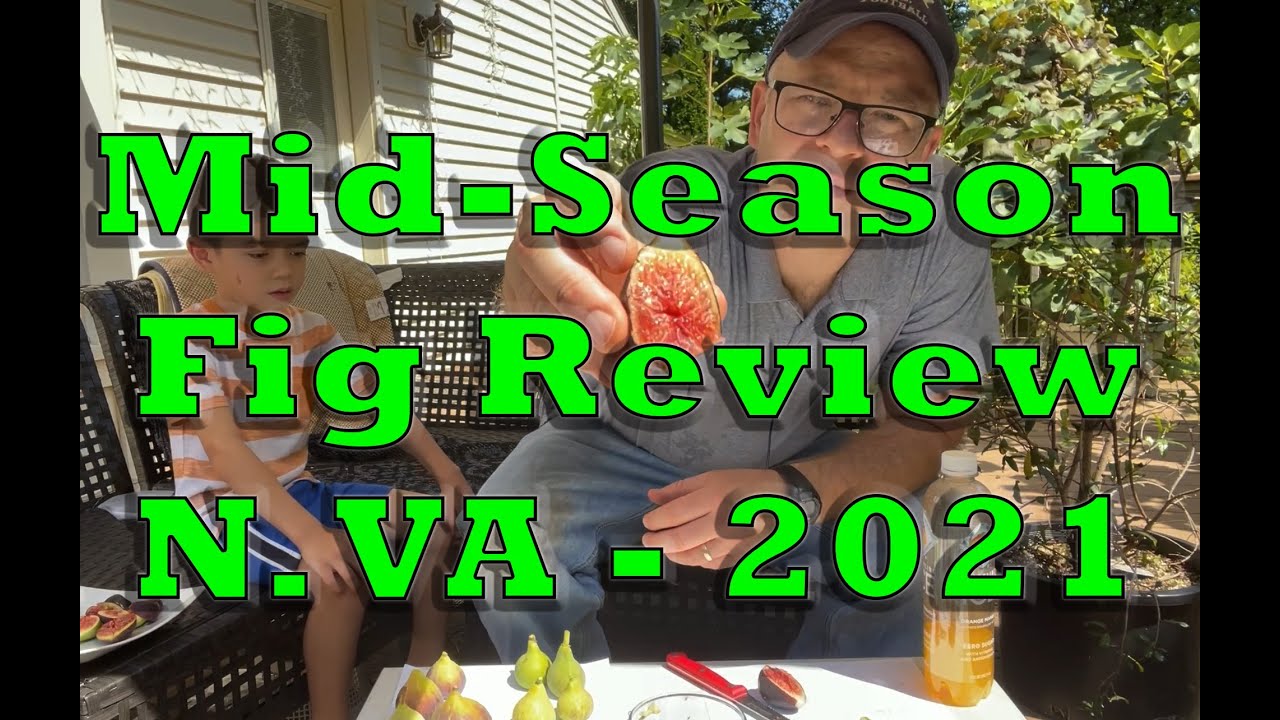 Mid-Season Fig Variety Review (N. VA - 2021)