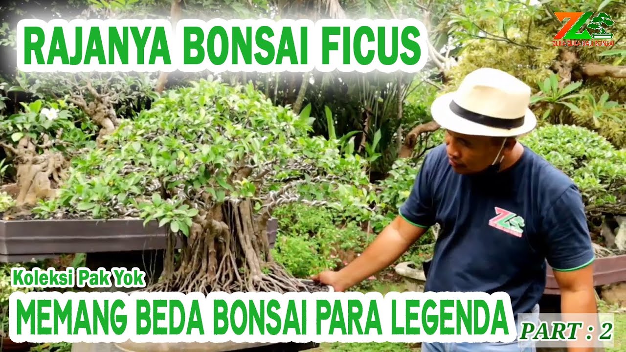 RAJANYA BONSAI FICUS  ( Koleksi Pak Yok )