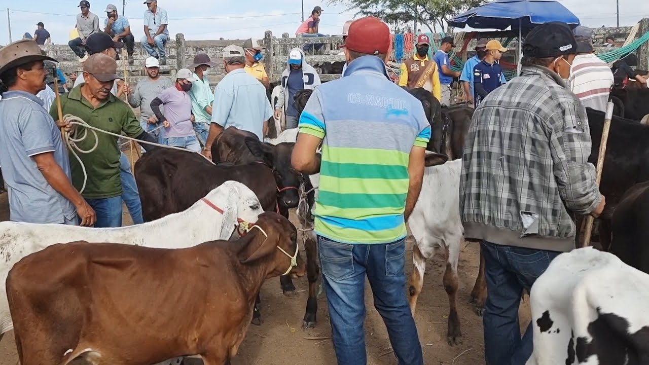FEIRA DO BOI NA CORDA EM CARPOEIRAS PE