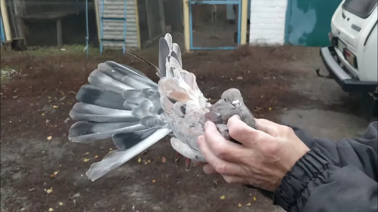 Уникальная коллекция николаевских голубей друга моего дедушки