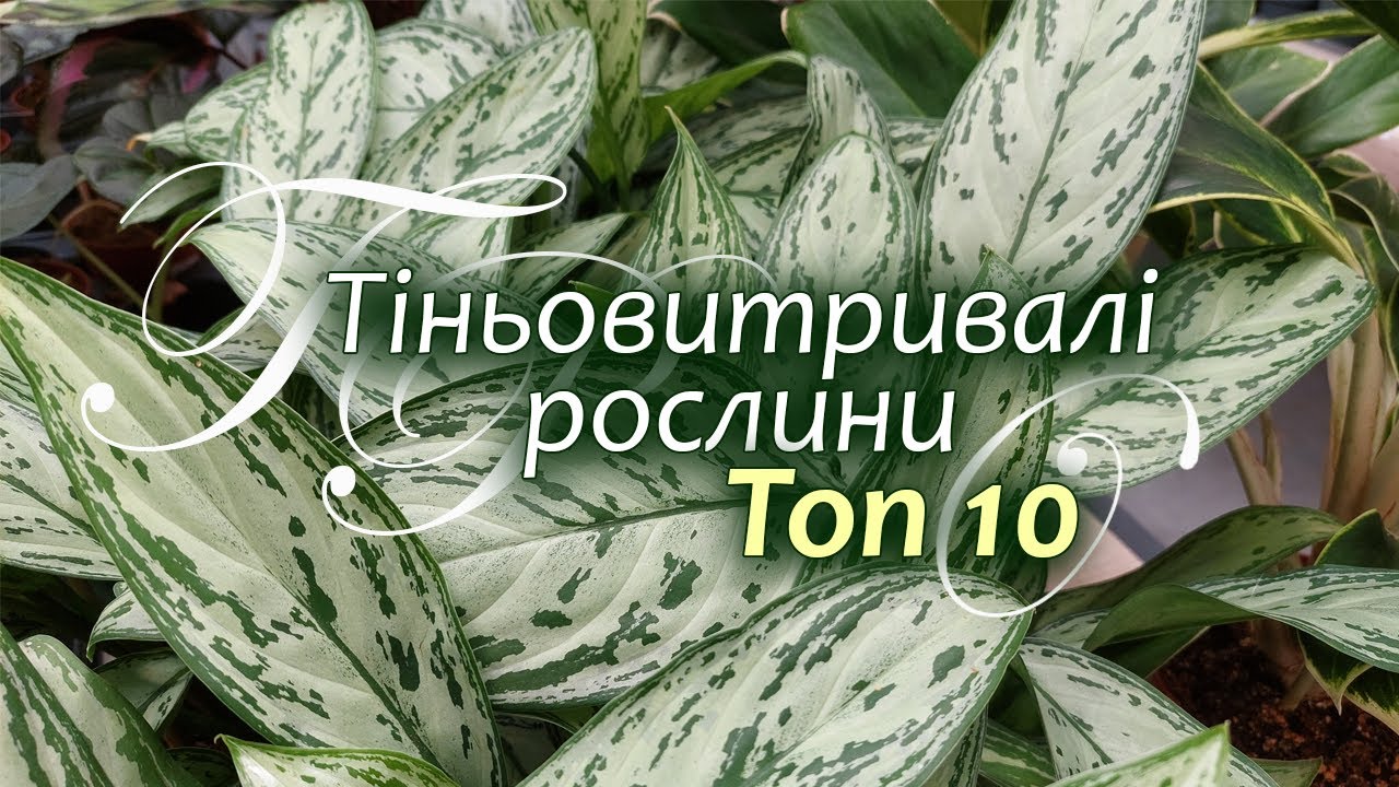 Тіньовитривалі кімнатні рослини. Топ 10 кімнатних рослин.