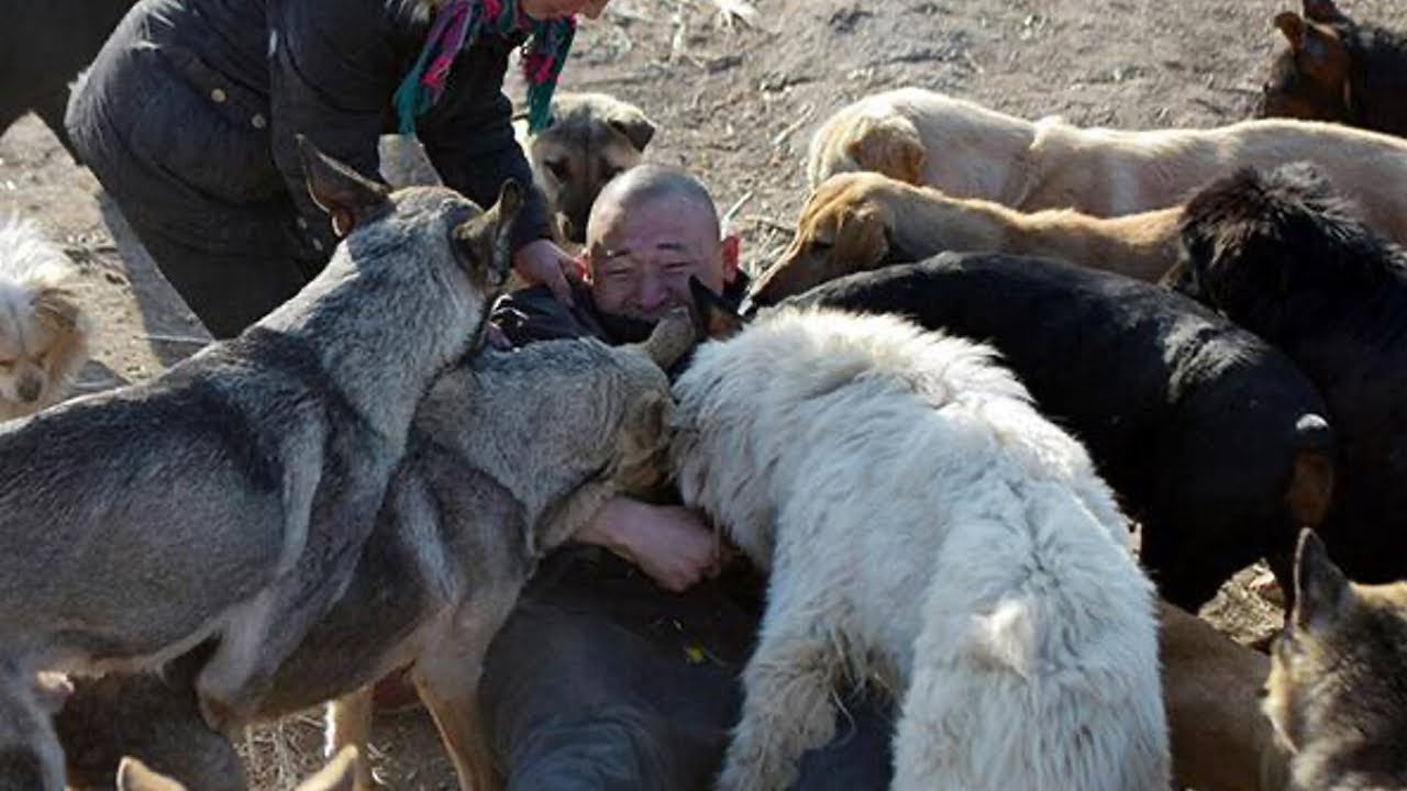 L'uomo cerca l'amato cane nel macello. Ma cosa c'è lì...