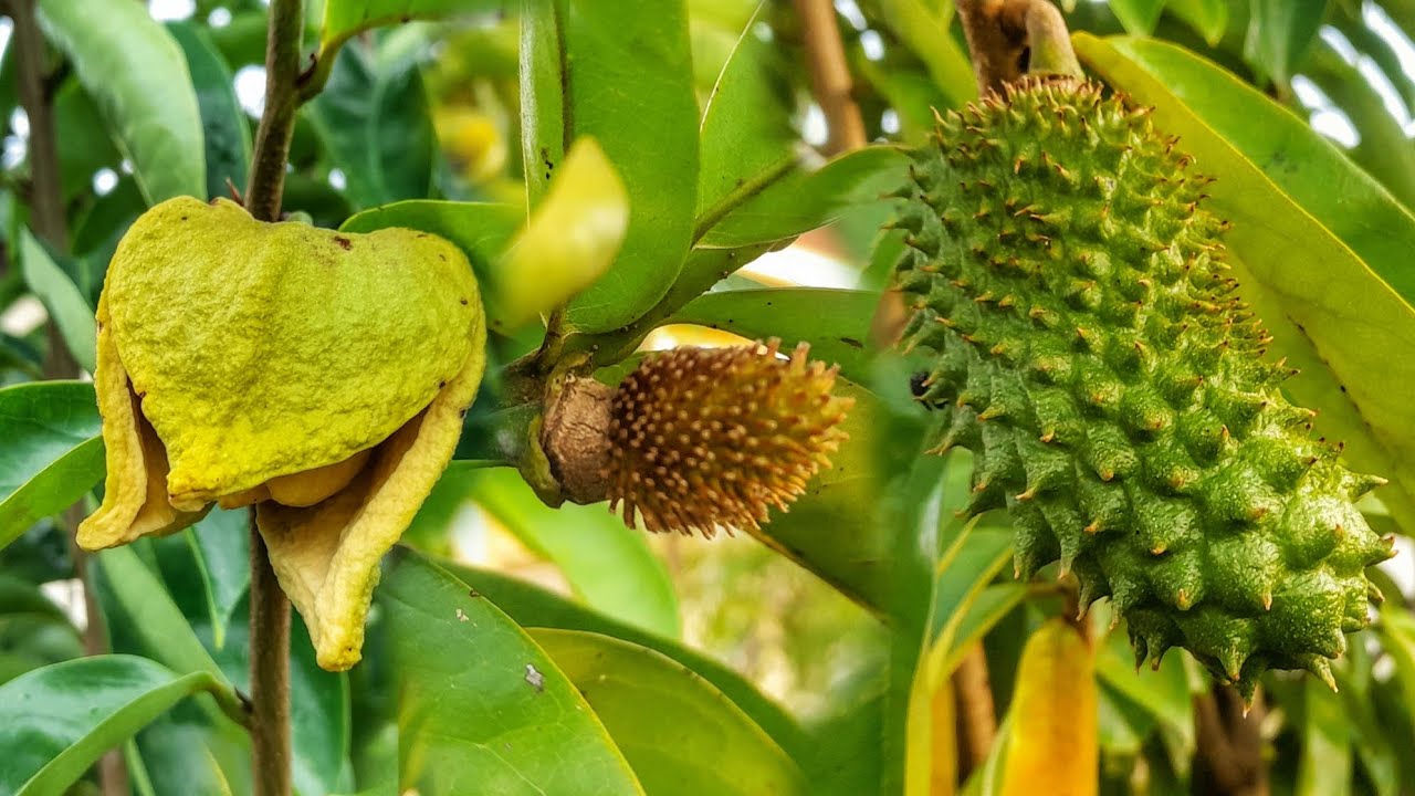 Hand pollinating soursop with results 🤯