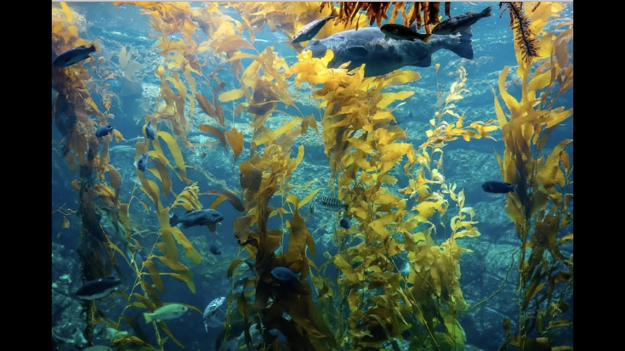 Continental Shelf & Neritic Zone Ch  16 Marine Biology Video Overview