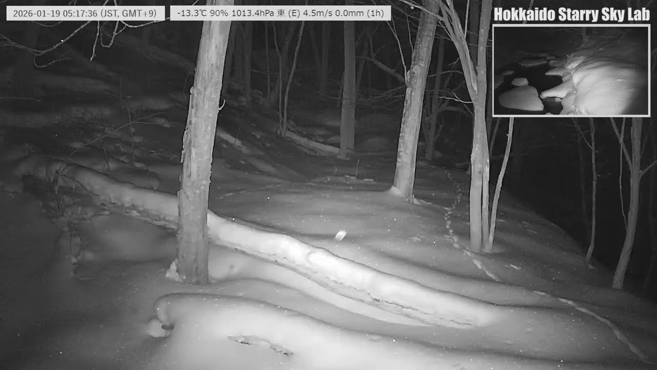 【2026/01/19-1】🐦北海道の沢と野鳥の声｜癒しの自然音ライブ｜Stream & Birds Sound