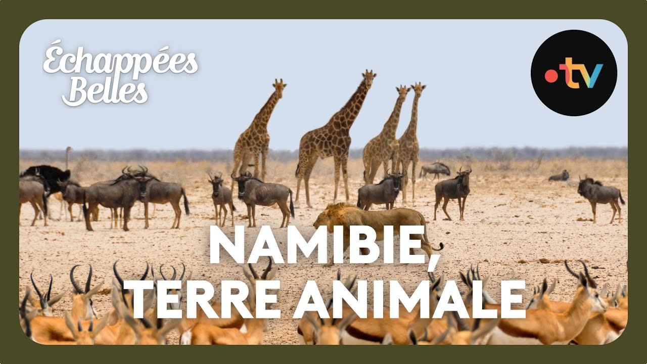 Namibie, terre animale - Échappées belles