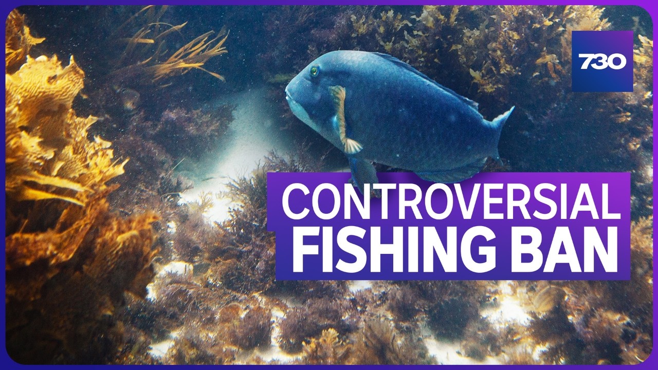 The controversial fishing ban trying to save a unique Australian species from extinction | 7.30