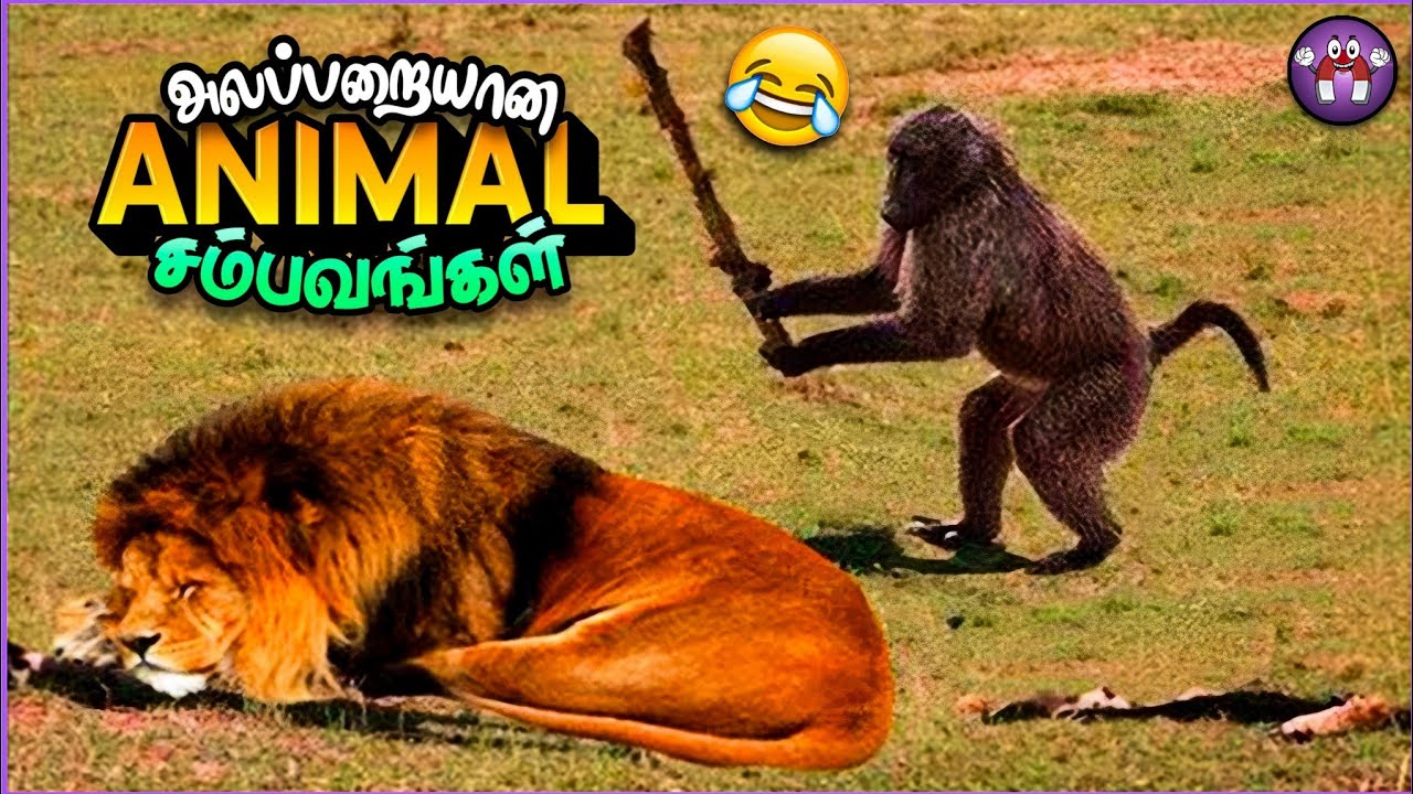 கோளாறான விலங்குகள் சம்பவம் | Funny animals | The Magnet Family 2.0