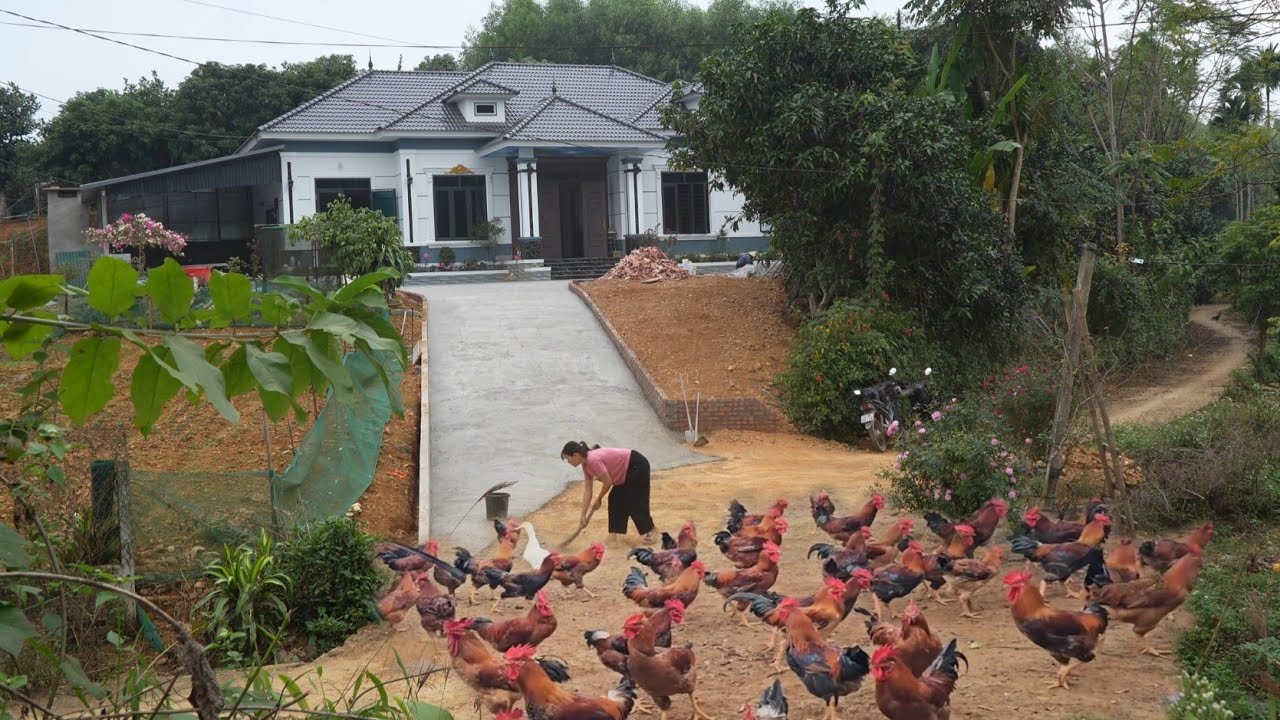 Prepare a delicious meal for the chickens. Pour concrete to build a gate for the new house. Ep 401