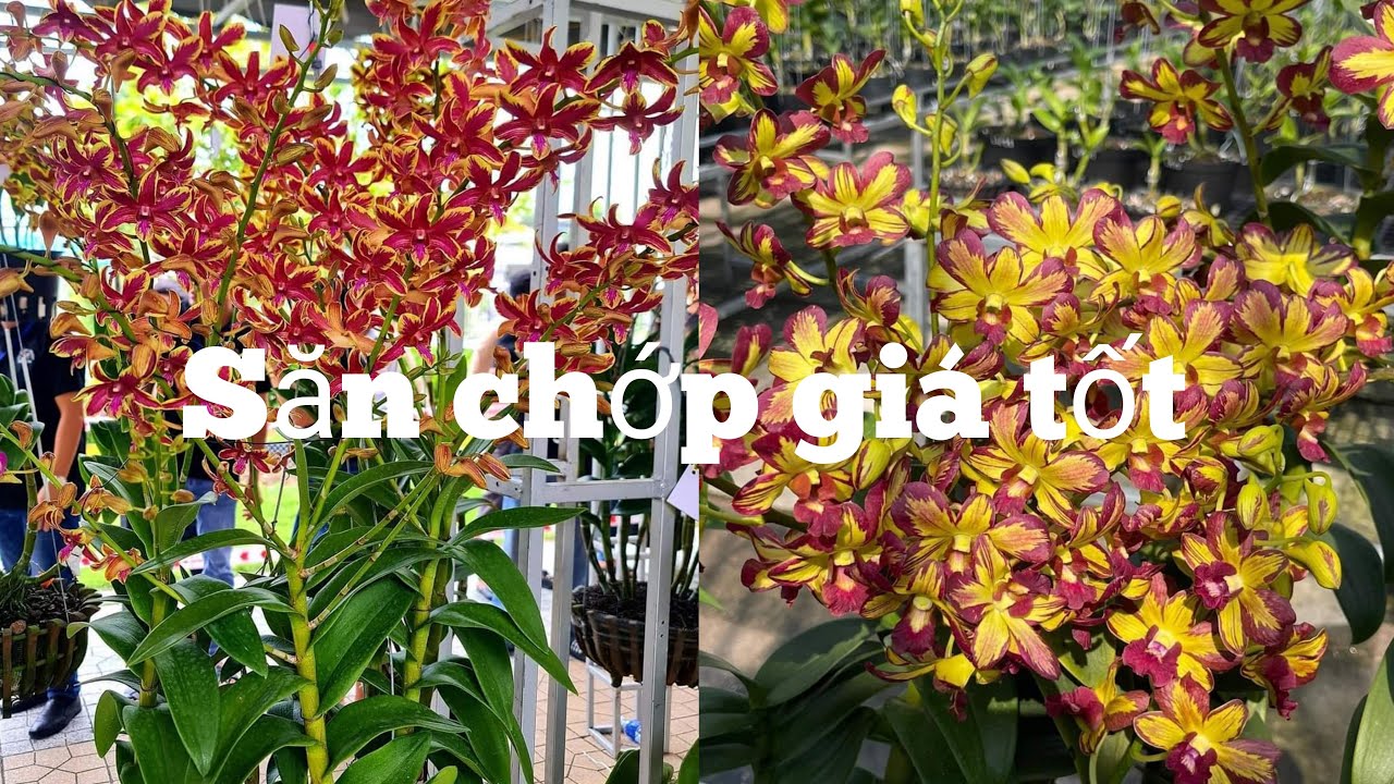 Chớp trưa cuối tuần đủ loại giá bình dân. 0972899855.