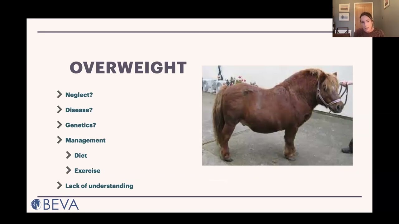 Lucy Grieve: Equine weight issues - struggling to do up your girth?