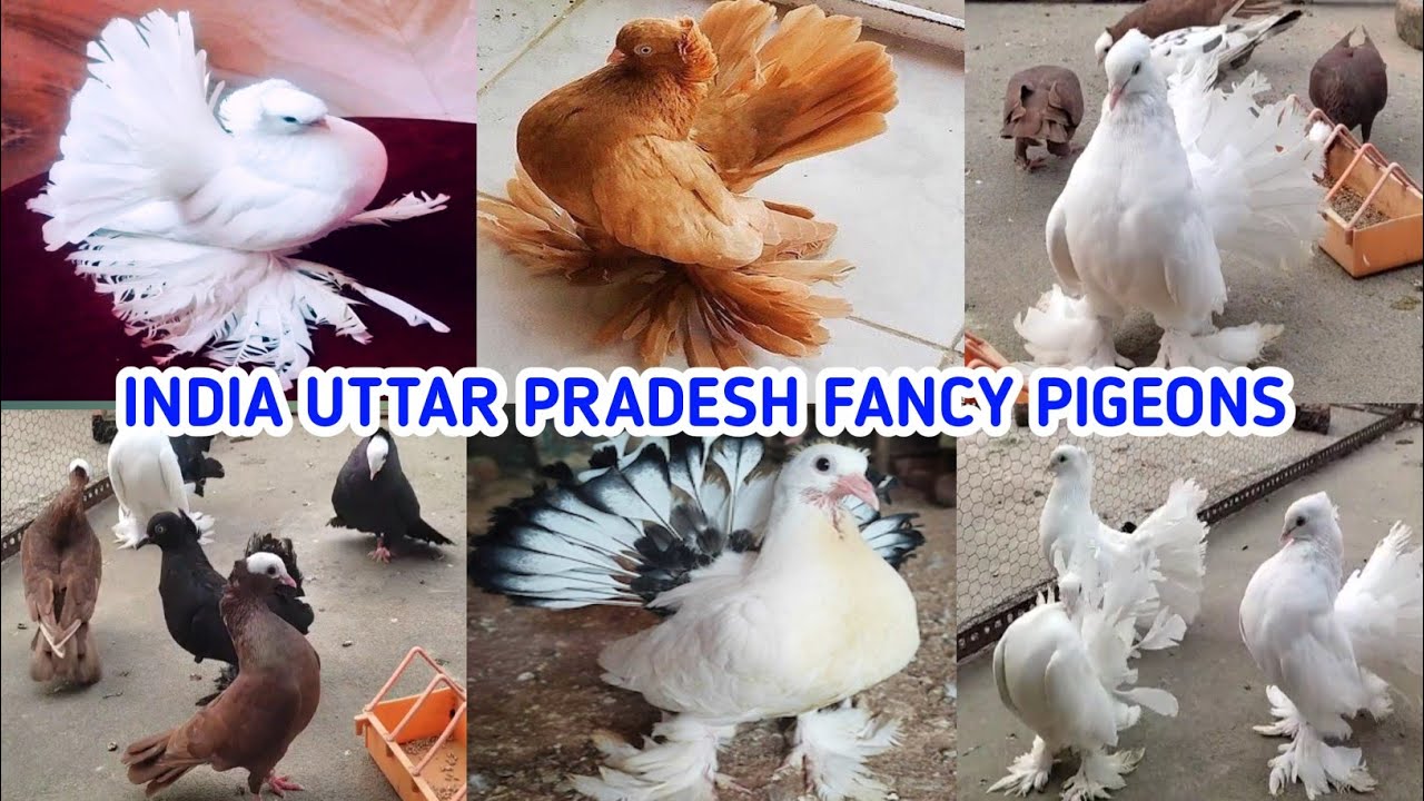 हैलो guys 💖 Fancy Pigeons Indian Lakka, Red Mookki, Lohore Shirazi, UP Mau, Azamgarh || #pigeon ||