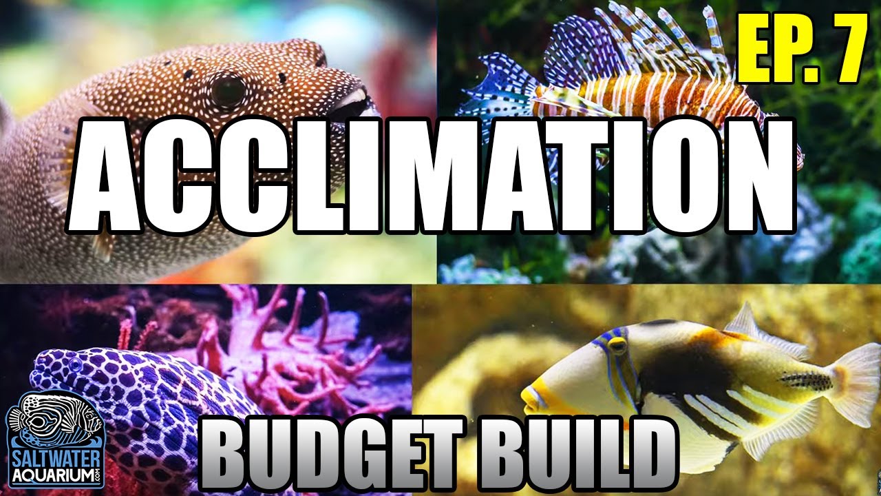 ACCLIMATING Your New Fish - Float vs Drip Acclimation Beginner Saltwater Budget Aquarium