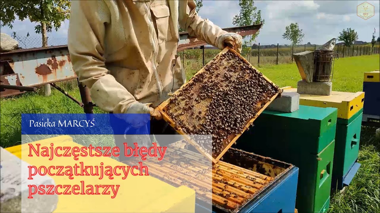 Najczęstsze błędy początkujących pszczelarzy.